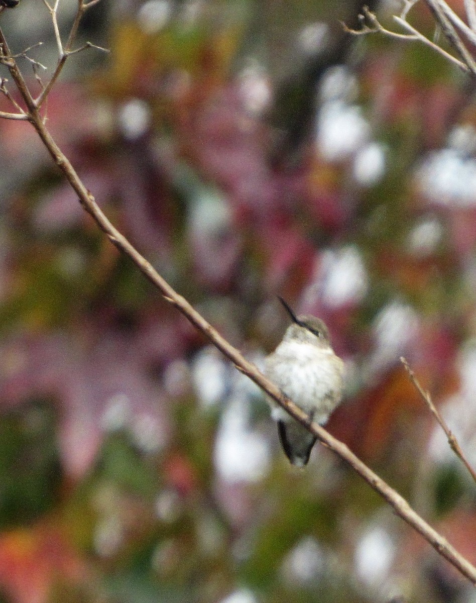 Black-chinned Hummingbird - ML21555801