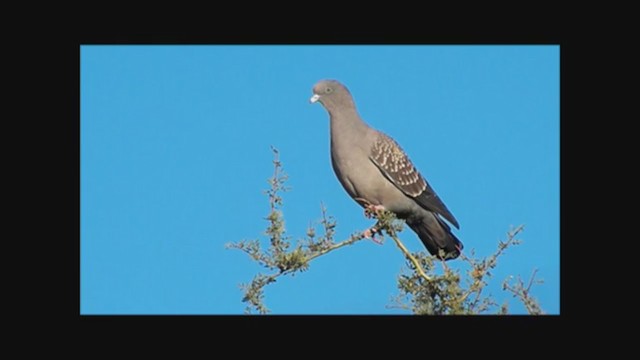 Spot-winged Pigeon - ML215558371