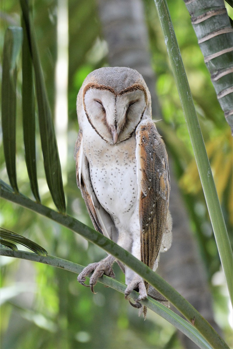Barn Owl - Eyzat Amer