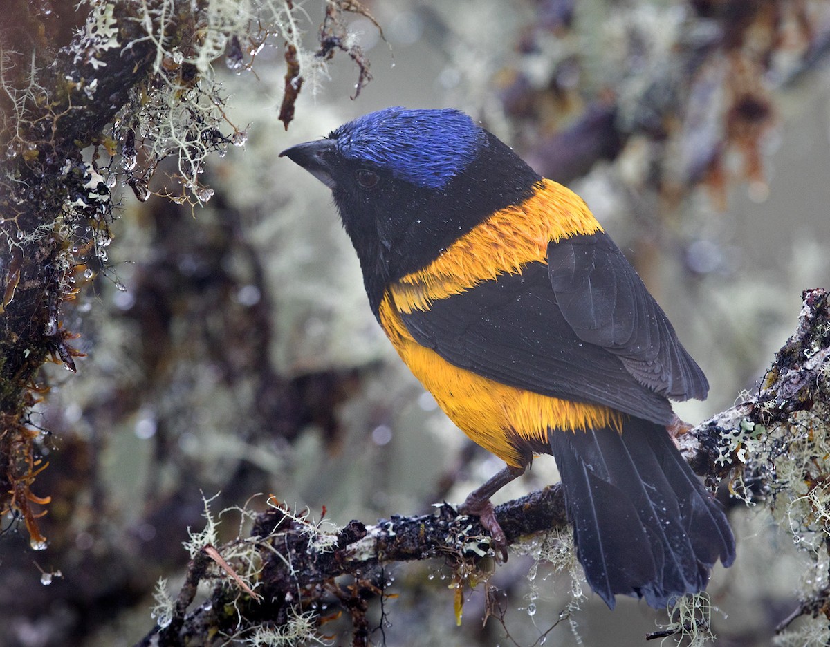 Golden-backed Mountain Tanager - ML215560361