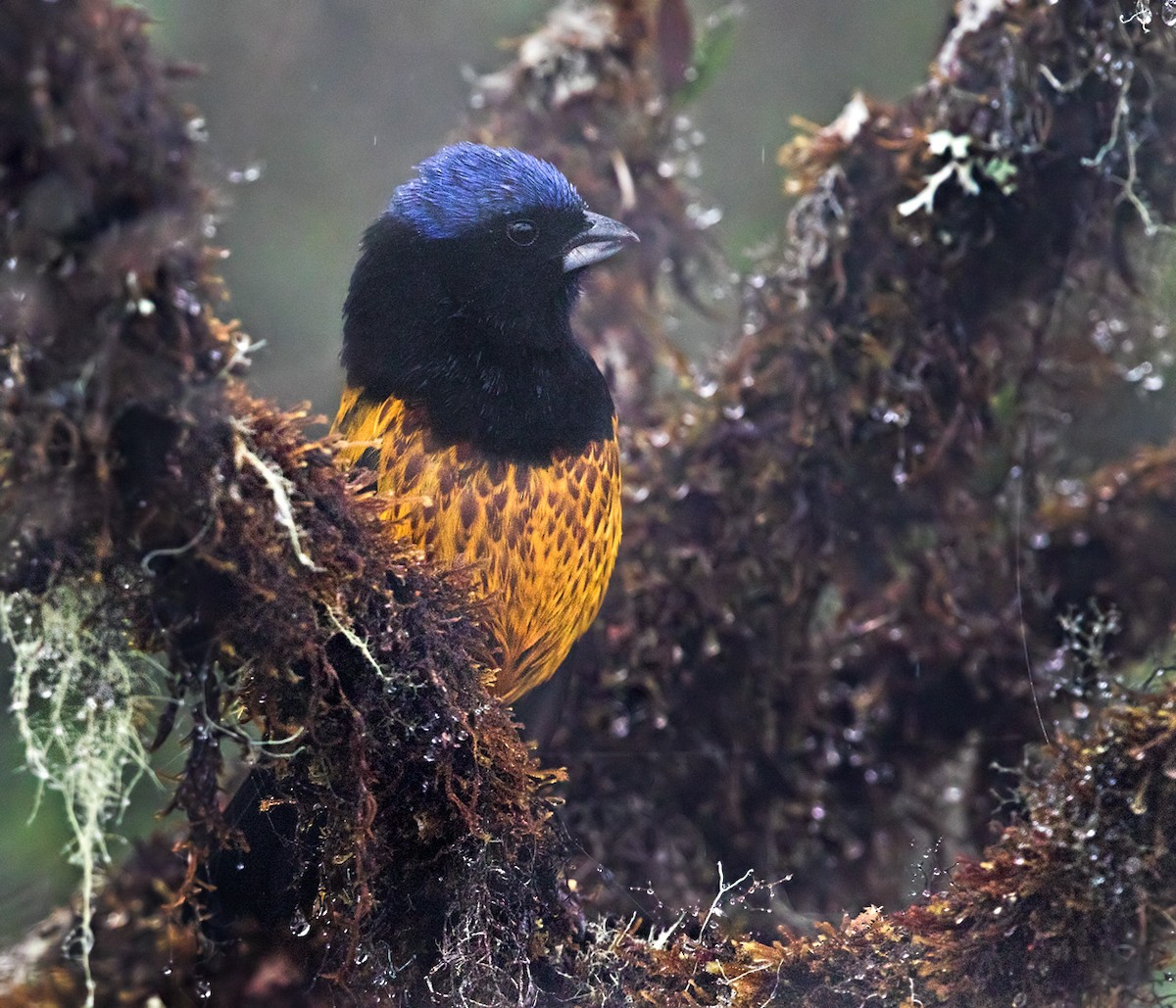 Golden-backed Mountain Tanager - ML215560371