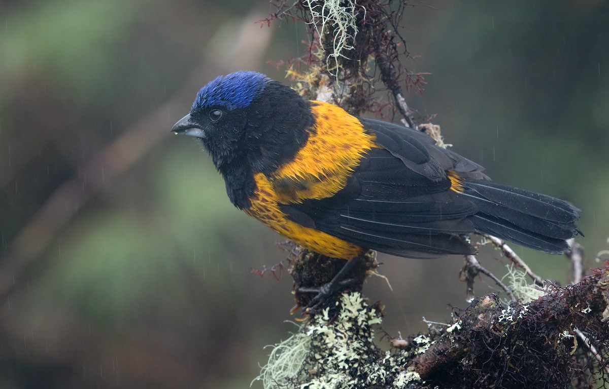 Golden-backed Mountain Tanager - ML215560391