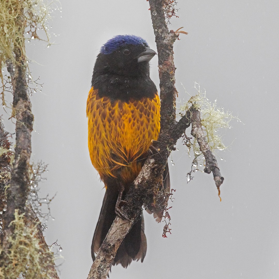Golden-backed Mountain Tanager - ML215560401