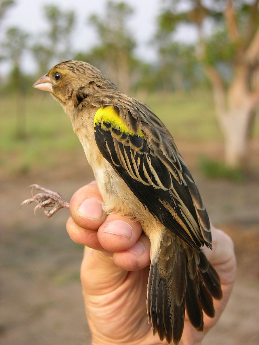 Yellow-mantled Widowbird - ML215562031