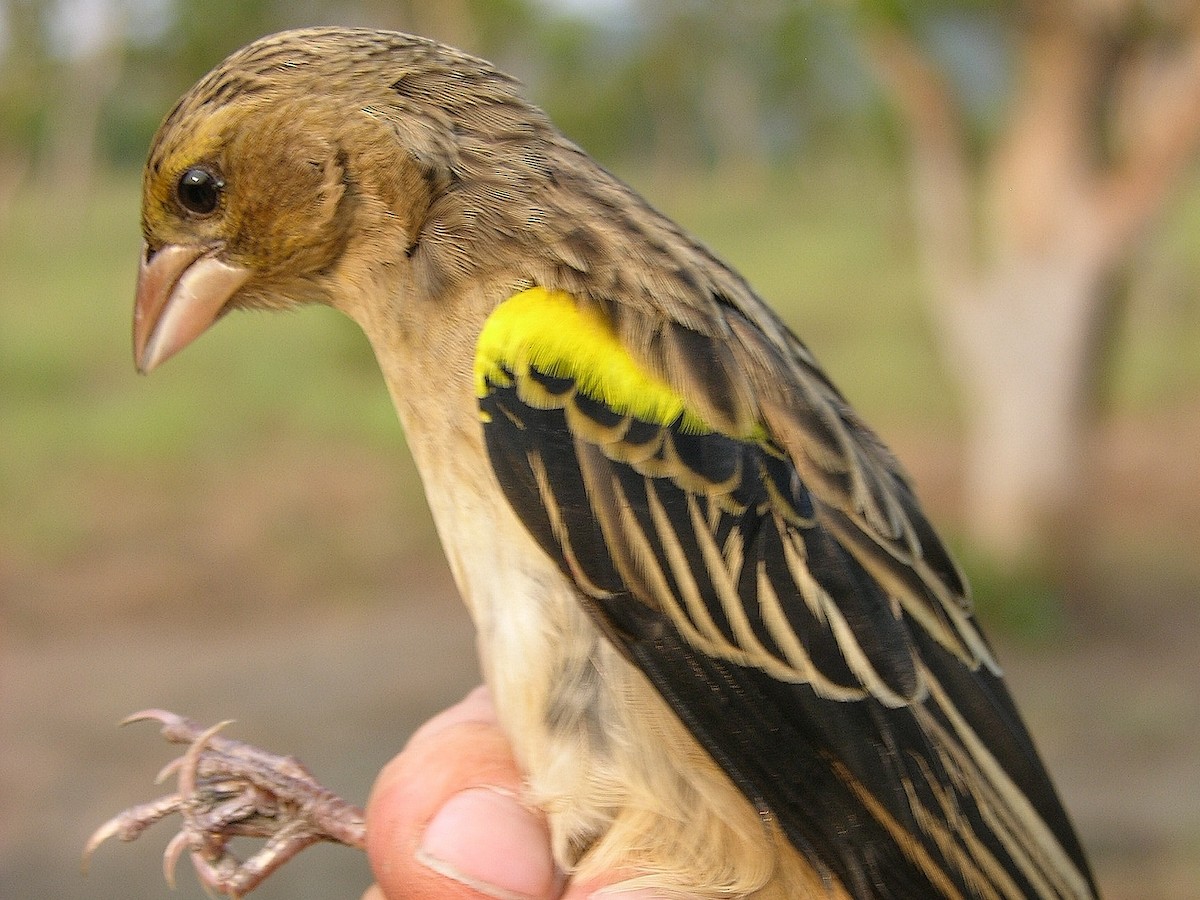 Yellow-mantled Widowbird - ML215562041