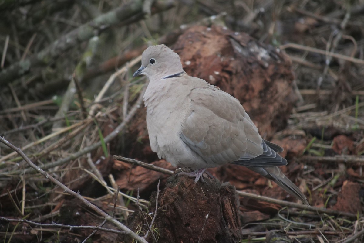 Eurasian Collared-Dove - Peter Dale