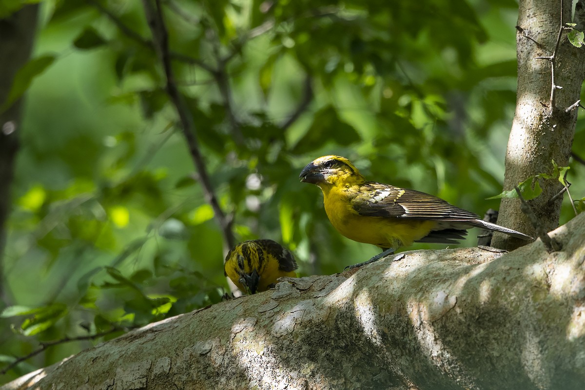 Yellow Grosbeak (Guatemalan) - ML215564361