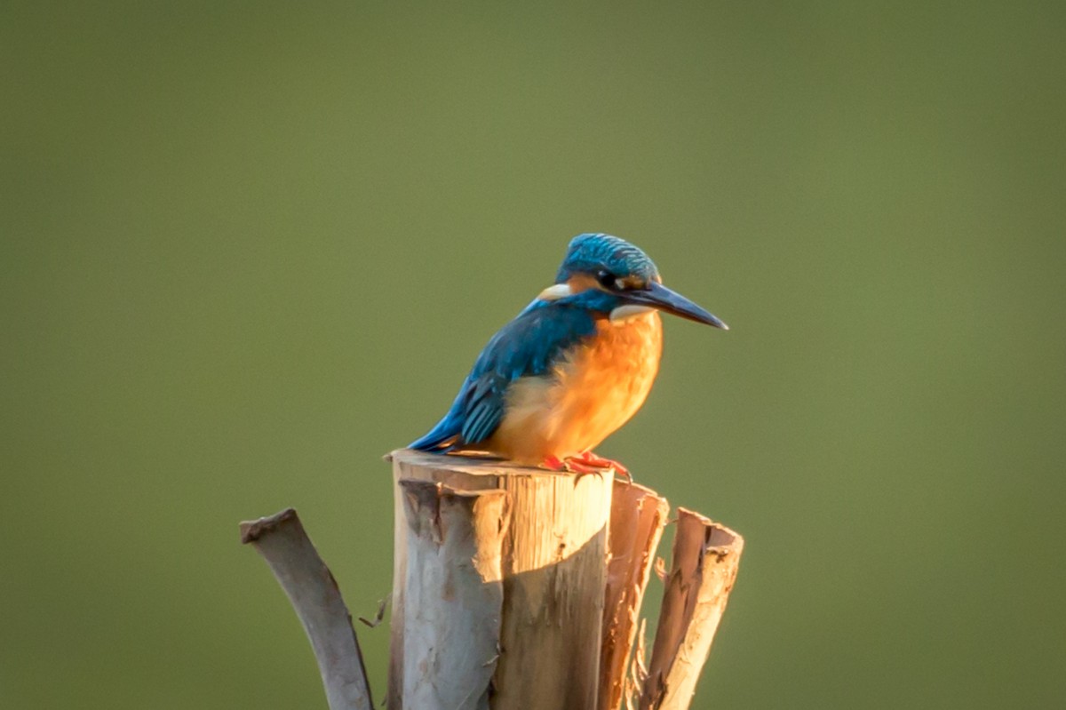 Common Kingfisher - Michael Warner
