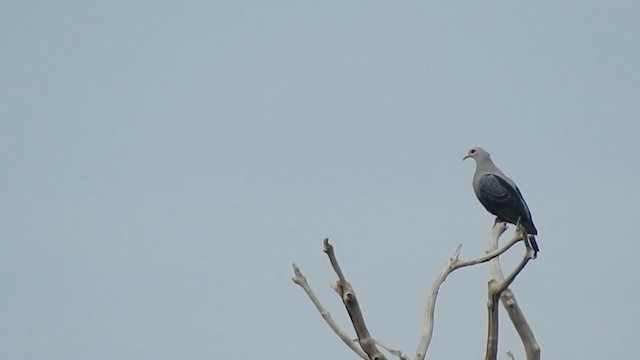 Pinon's Imperial-Pigeon - ML215565291