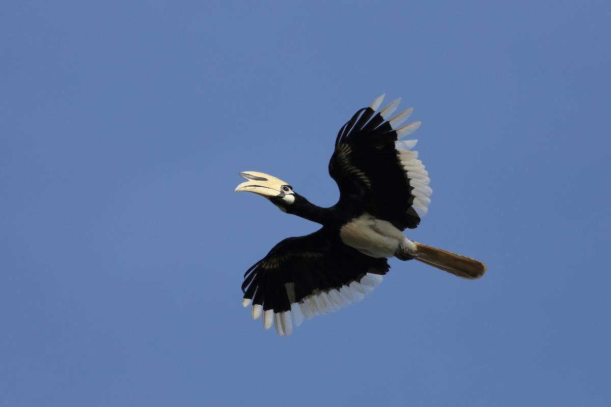 Oriental Pied-Hornbill - ML215565691