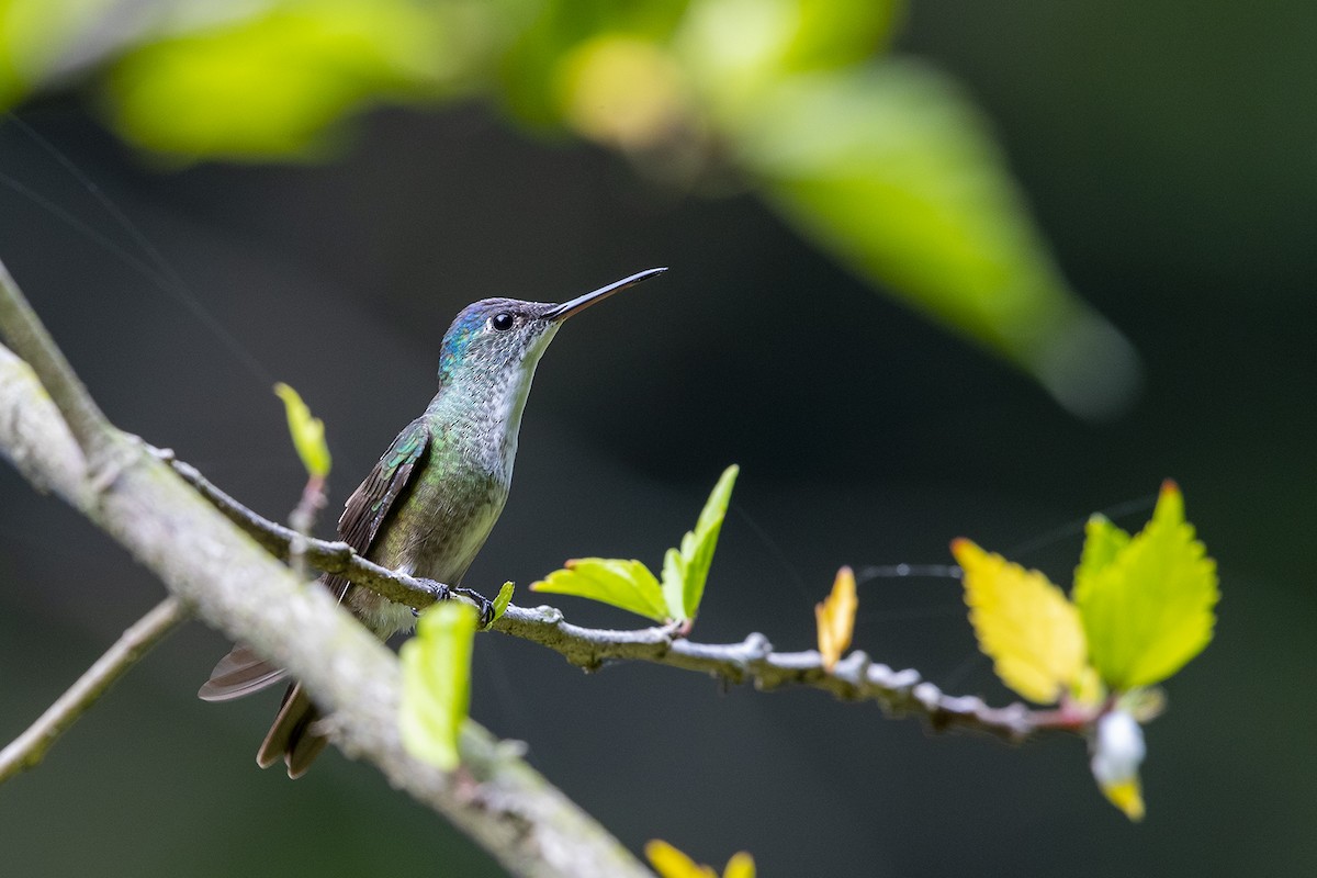 Azure-crowned Hummingbird - Niall D Perrins