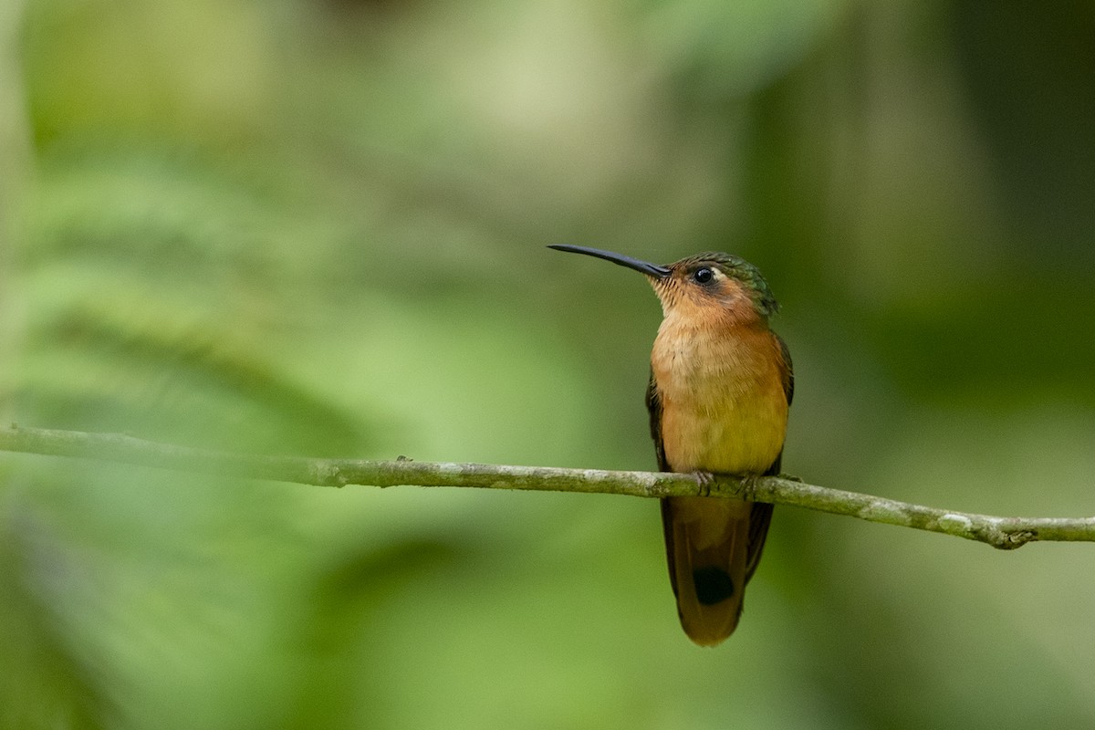 kolibřík pestroocasý - ML215566611