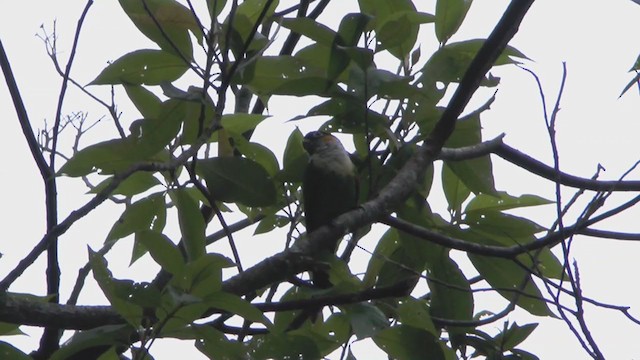 White-necked Parakeet - ML215567231