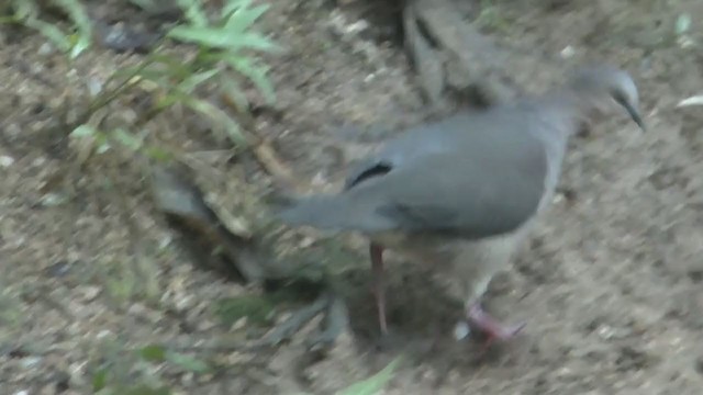Gray-fronted Dove - ML215567881