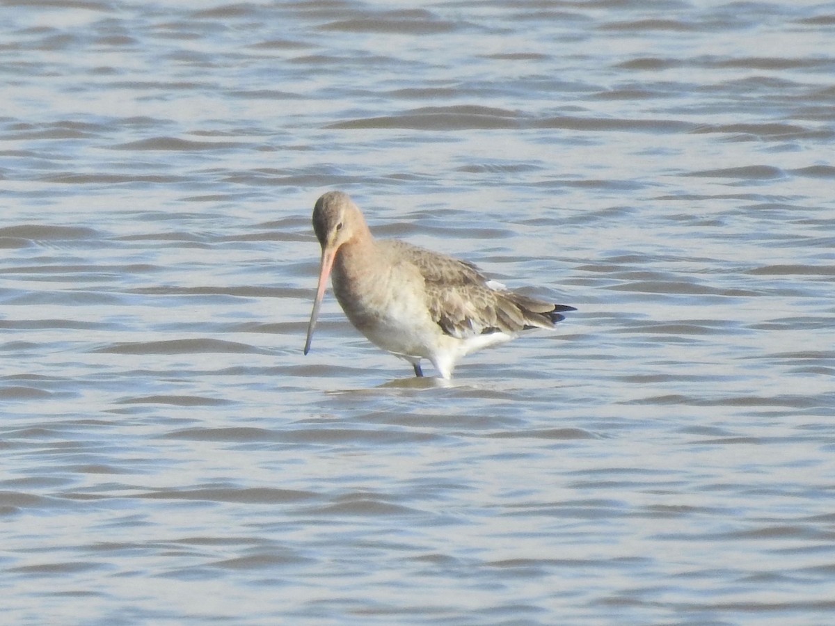 Black-tailed Godwit - michael Beer