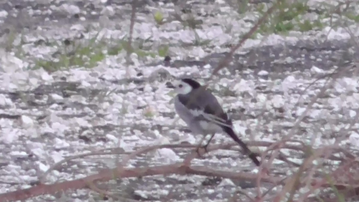 White Wagtail - Peter Shanley