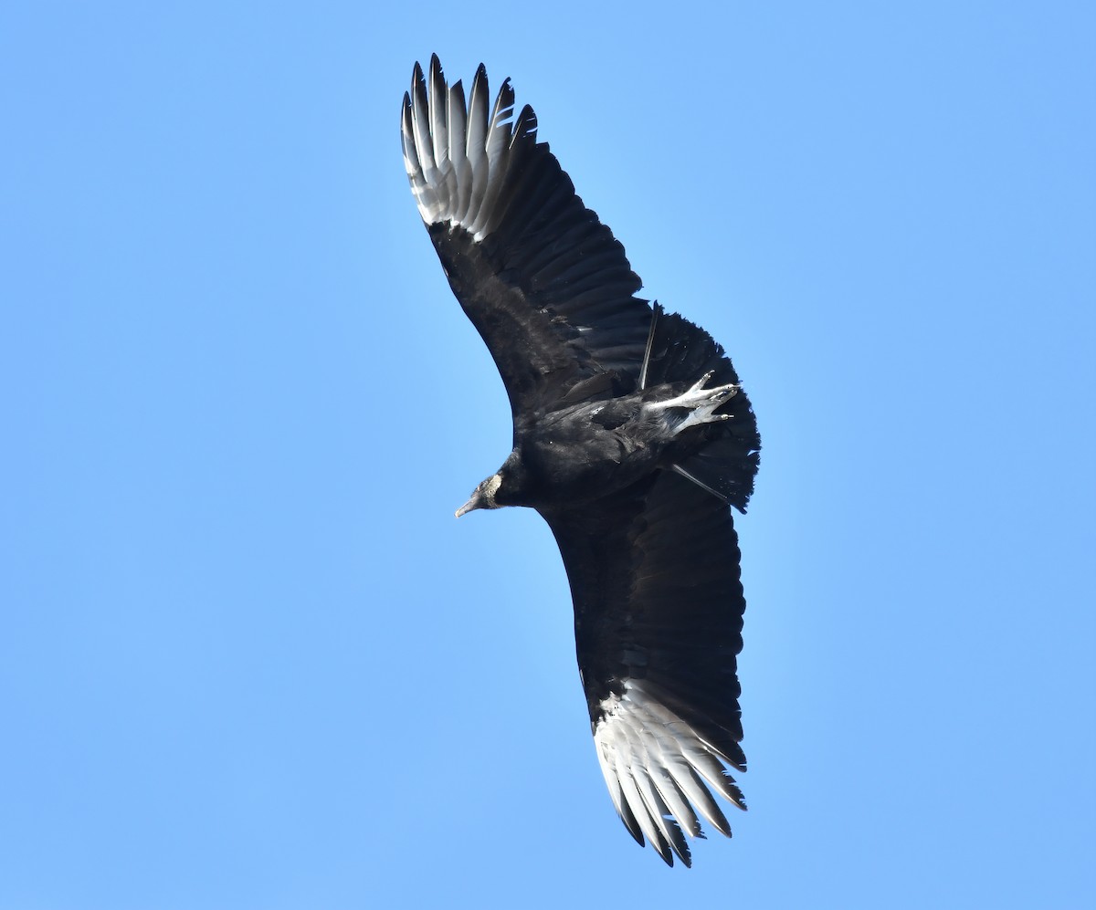 Black Vulture - ML215570181