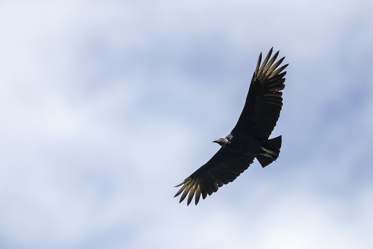Black Vulture - Niall D Perrins