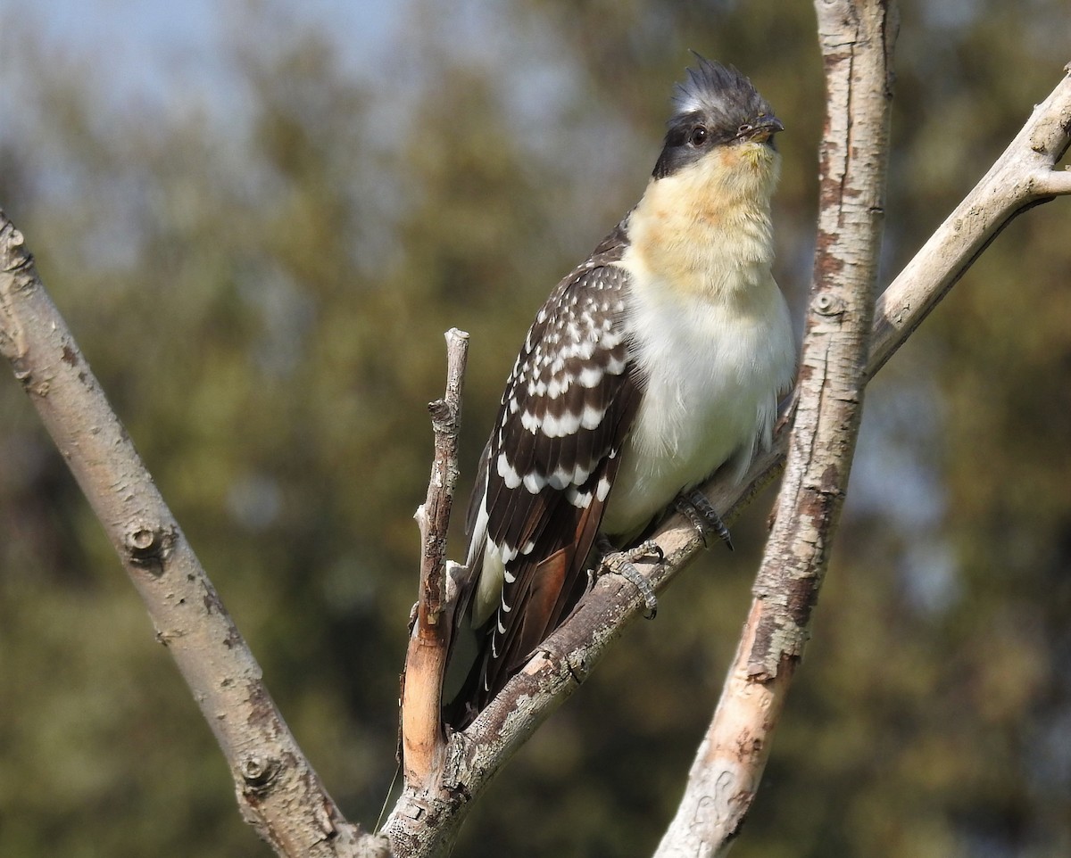 Great Spotted Cuckoo - ML215571341