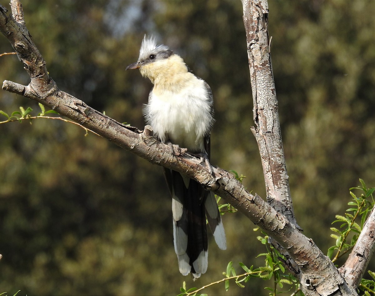Great Spotted Cuckoo - ML215571351