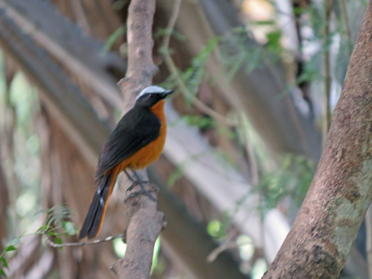 White-crowned Robin-Chat - ML215571971