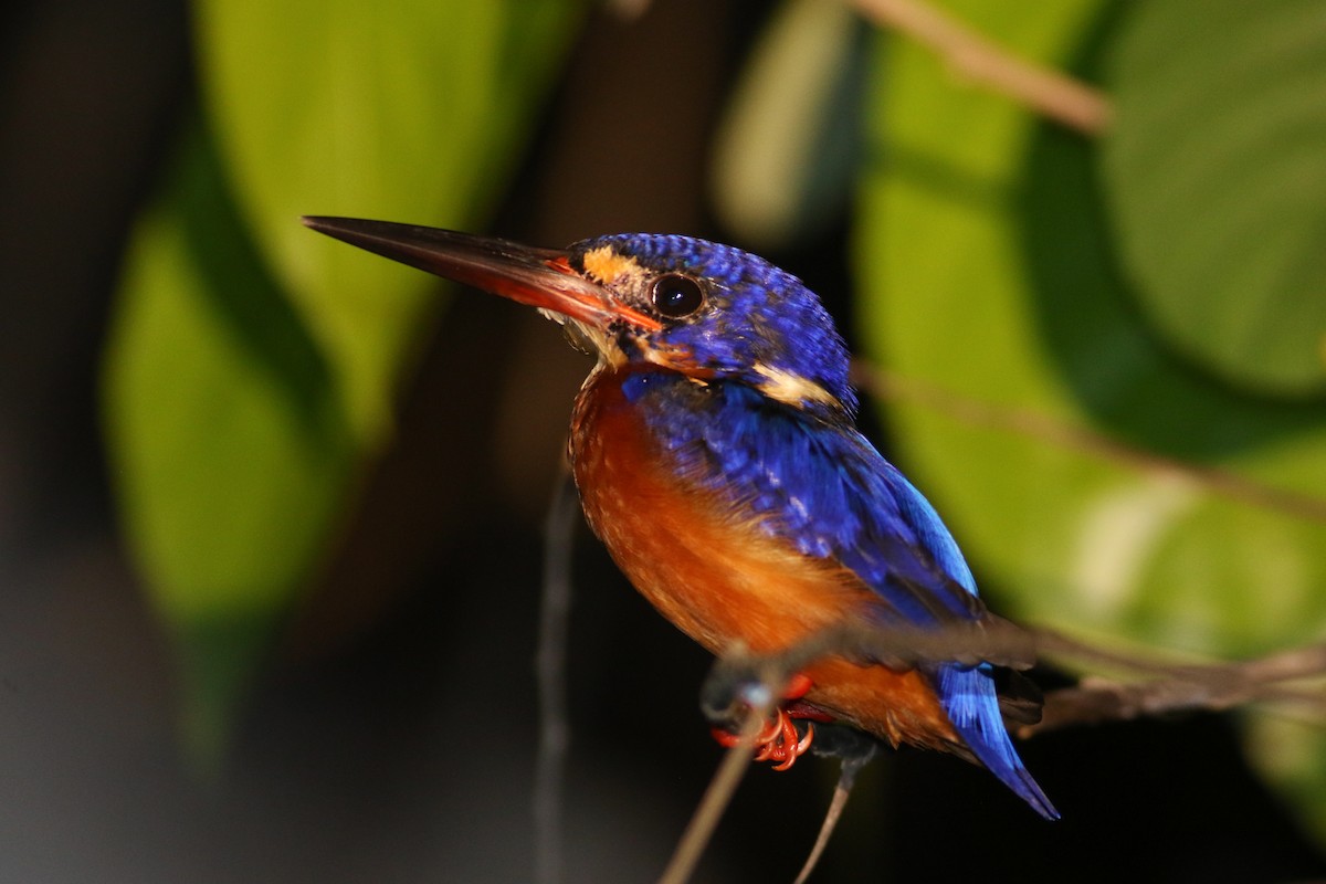 Blue-eared Kingfisher - Jonathan Eckerson