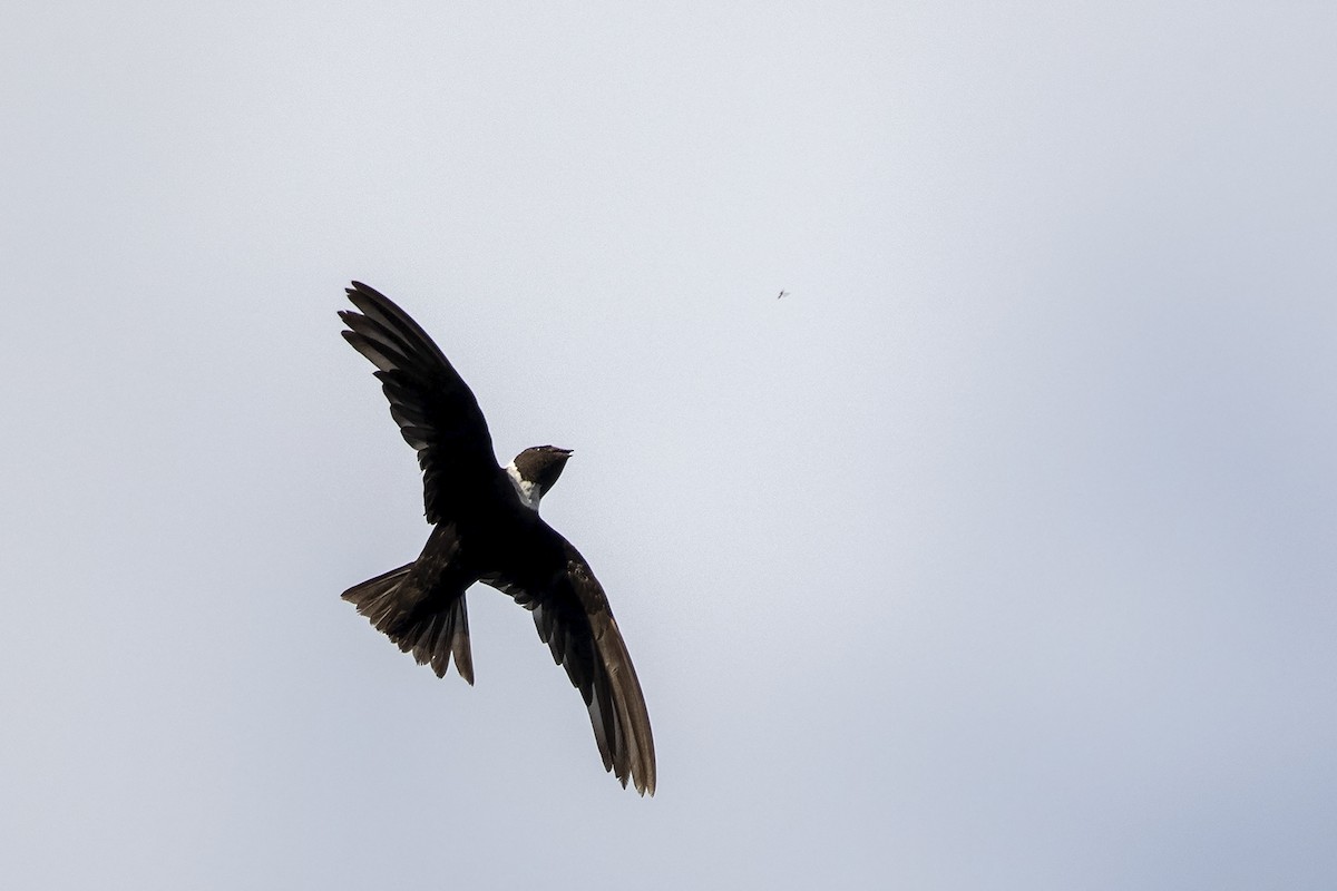 White-collared Swift - Niall D Perrins