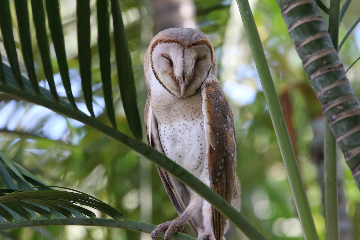 Barn Owl - Fadzrun A.