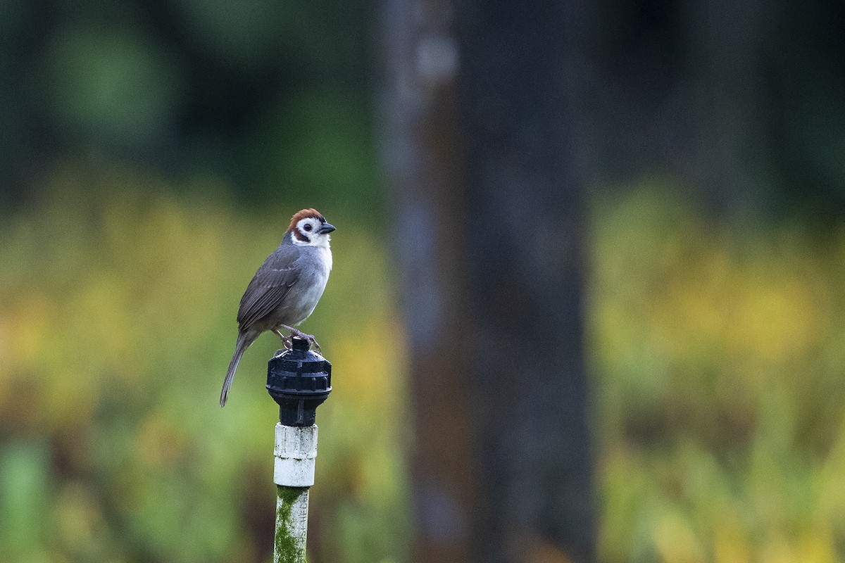 White-faced Ground-Sparrow - ML215573961