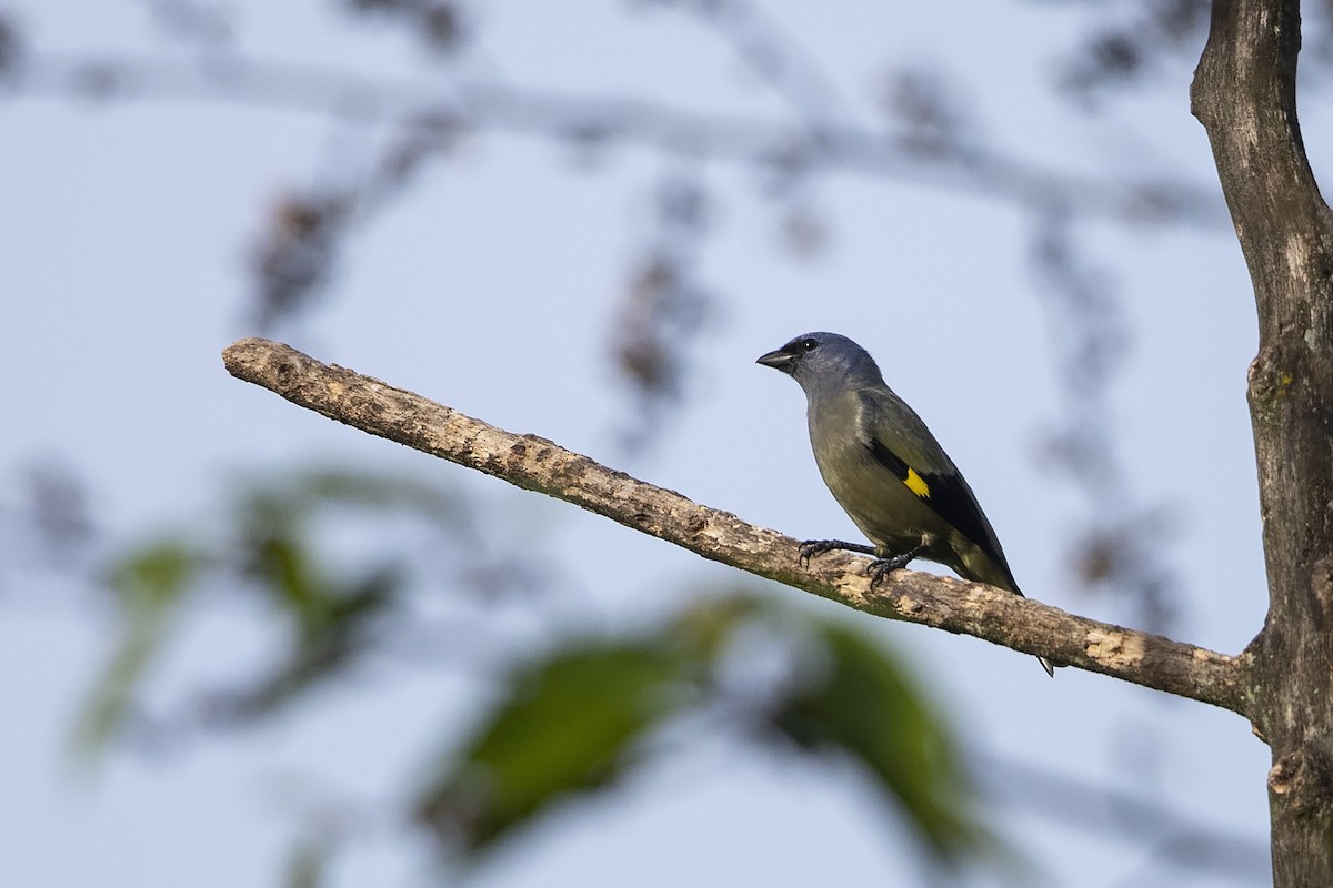 Yellow-winged Tanager - ML215574121