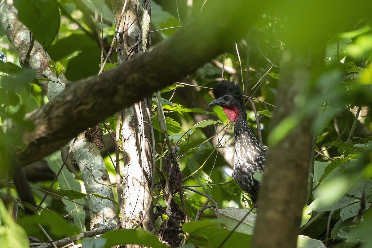 Crested Guan - ML215574271