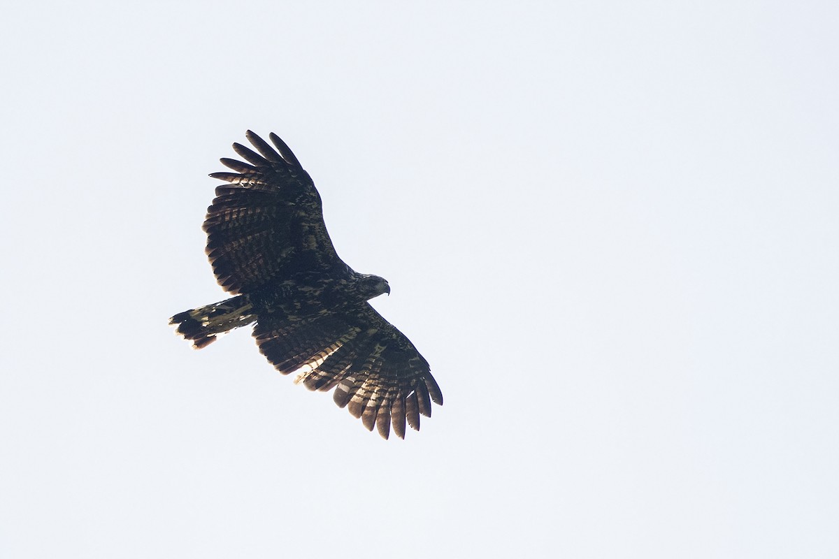 Common Black Hawk - Niall D Perrins