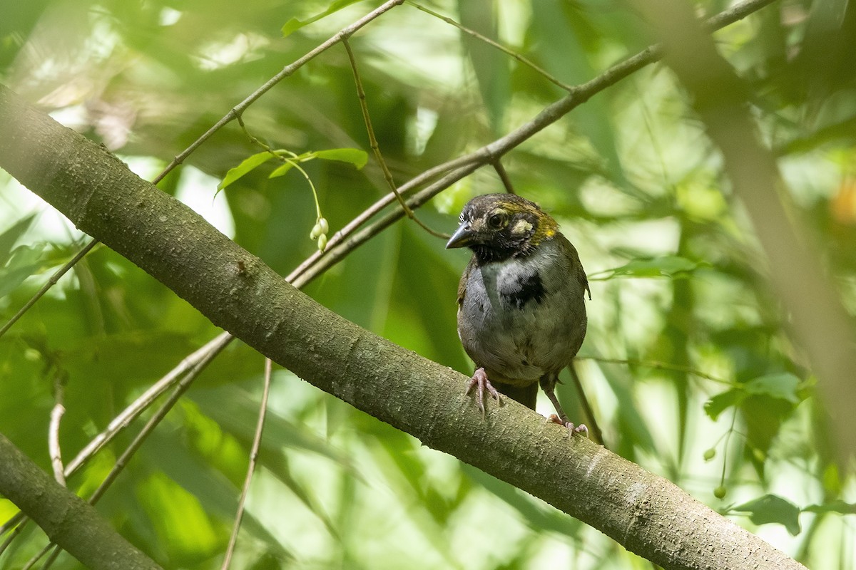 White-eared Ground-Sparrow - Niall D Perrins