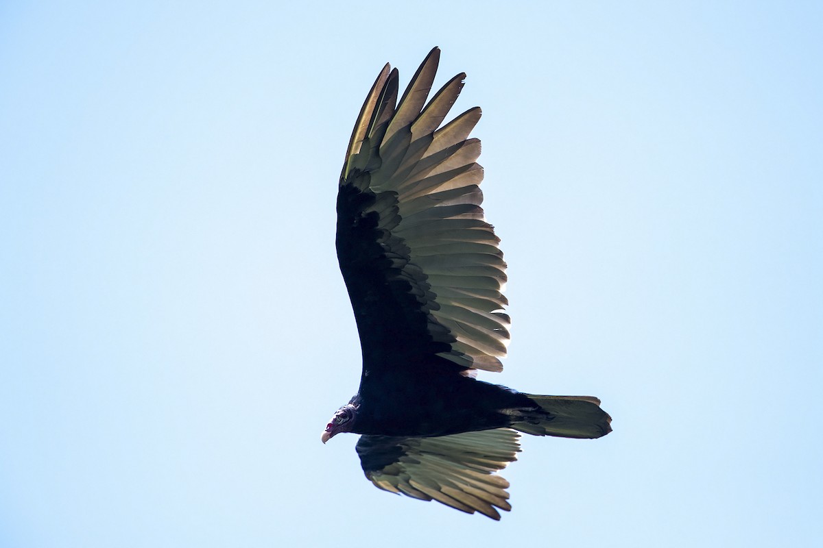 Turkey Vulture - ML215574641