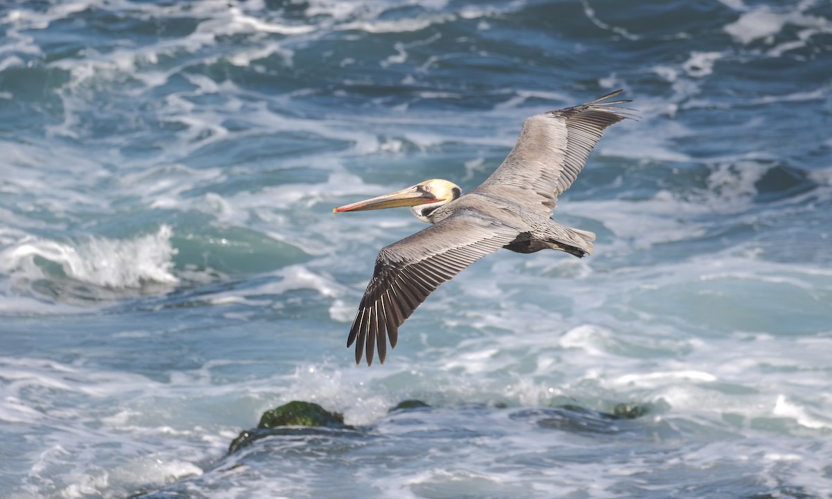pelikán hnědý (ssp. californicus) - ML215574731