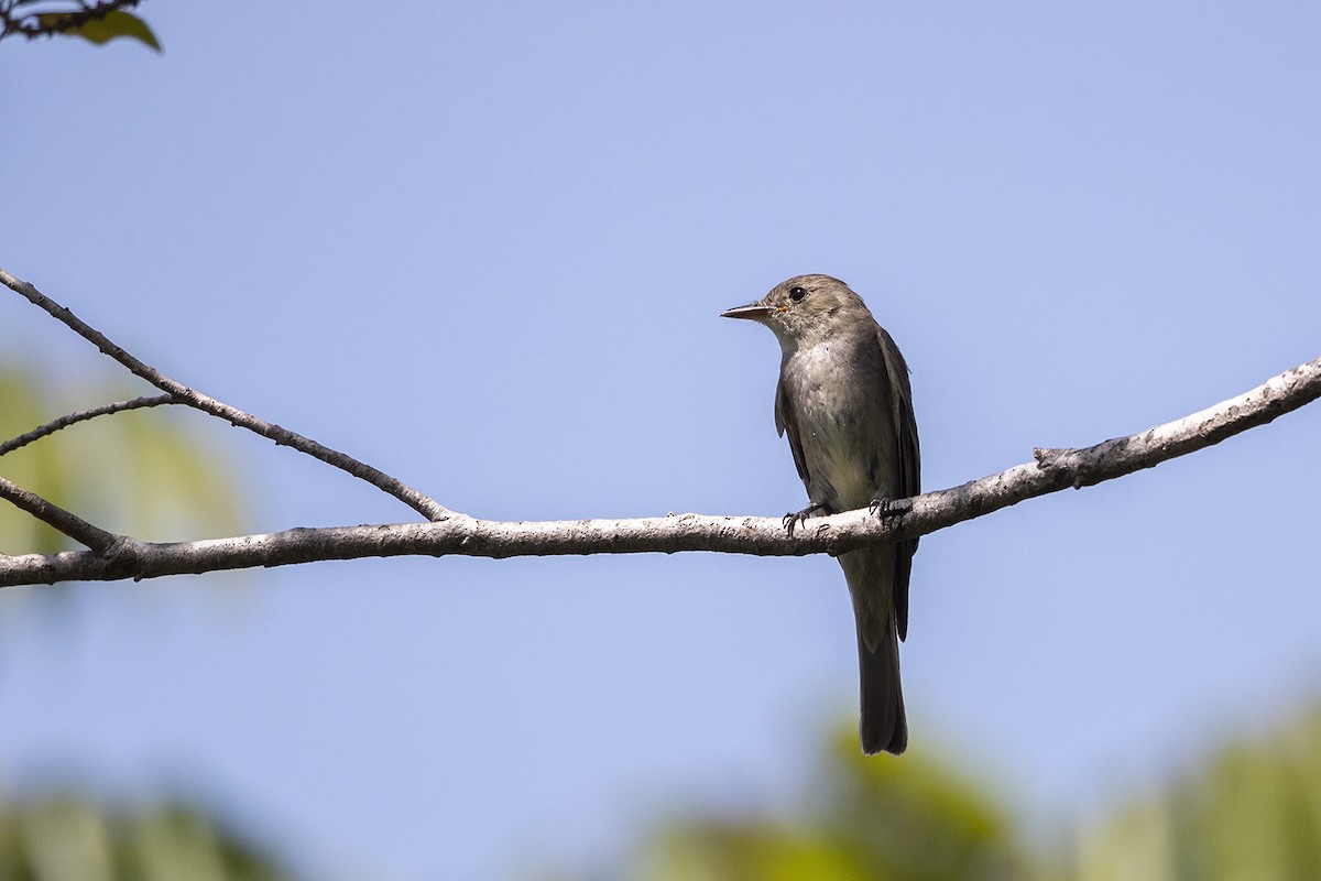 Northern Tropical Pewee - Niall D Perrins