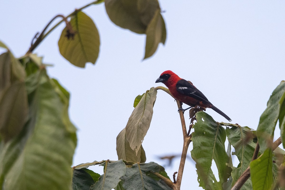 White-winged Tanager - ML215575101