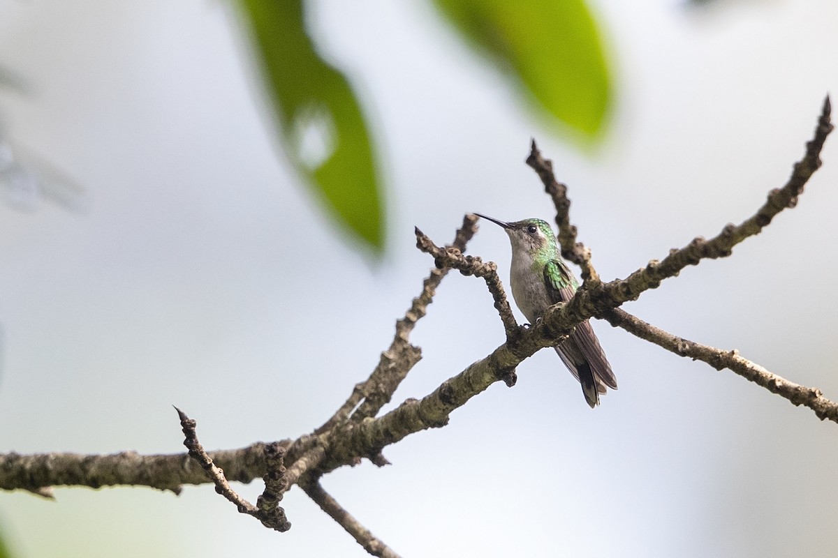 Emerald-chinned Hummingbird - Niall D Perrins