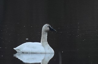 Tundra Swan, ML215576091