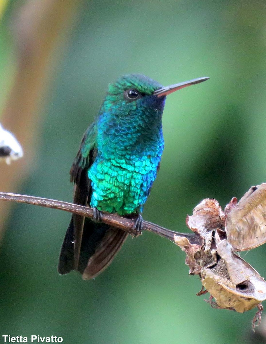 kolibřík modrobradý - ML215576771