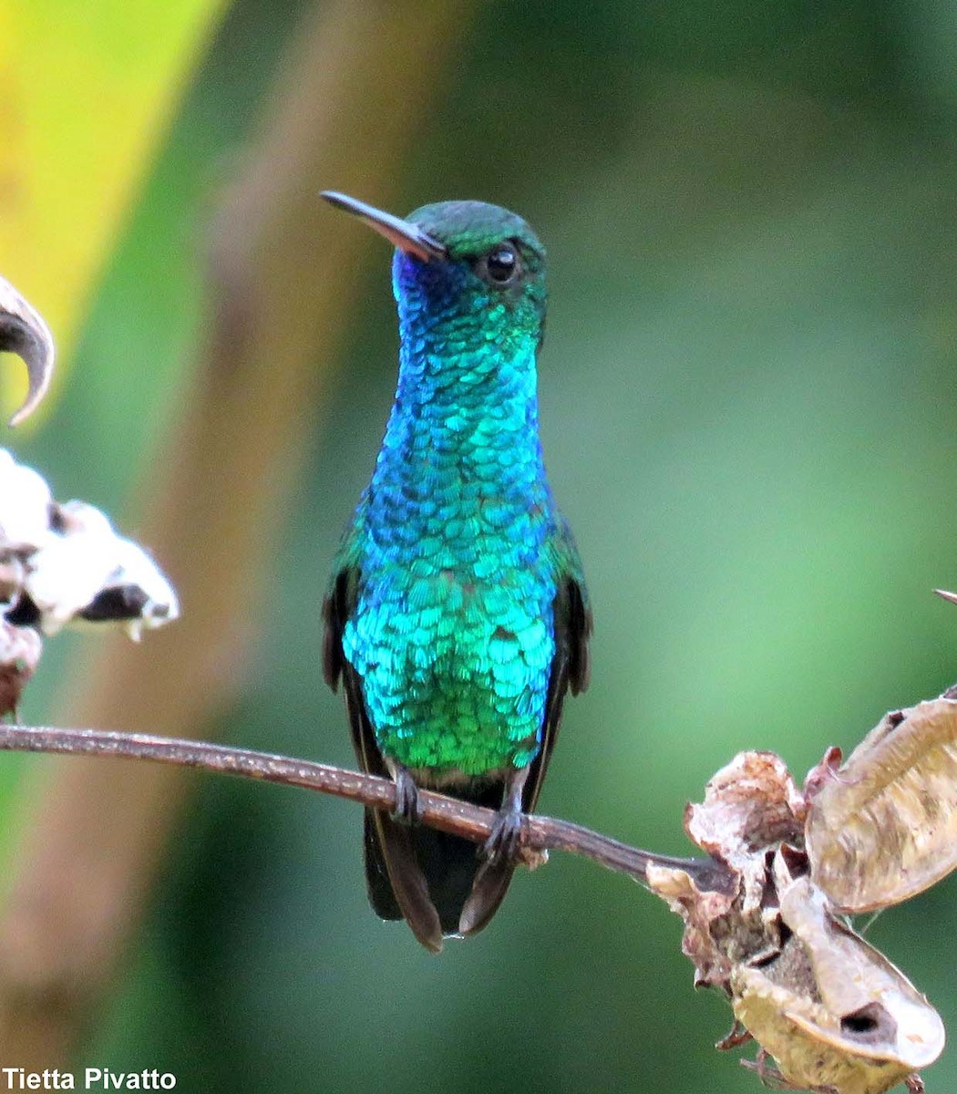 kolibřík modrobradý - ML215576781