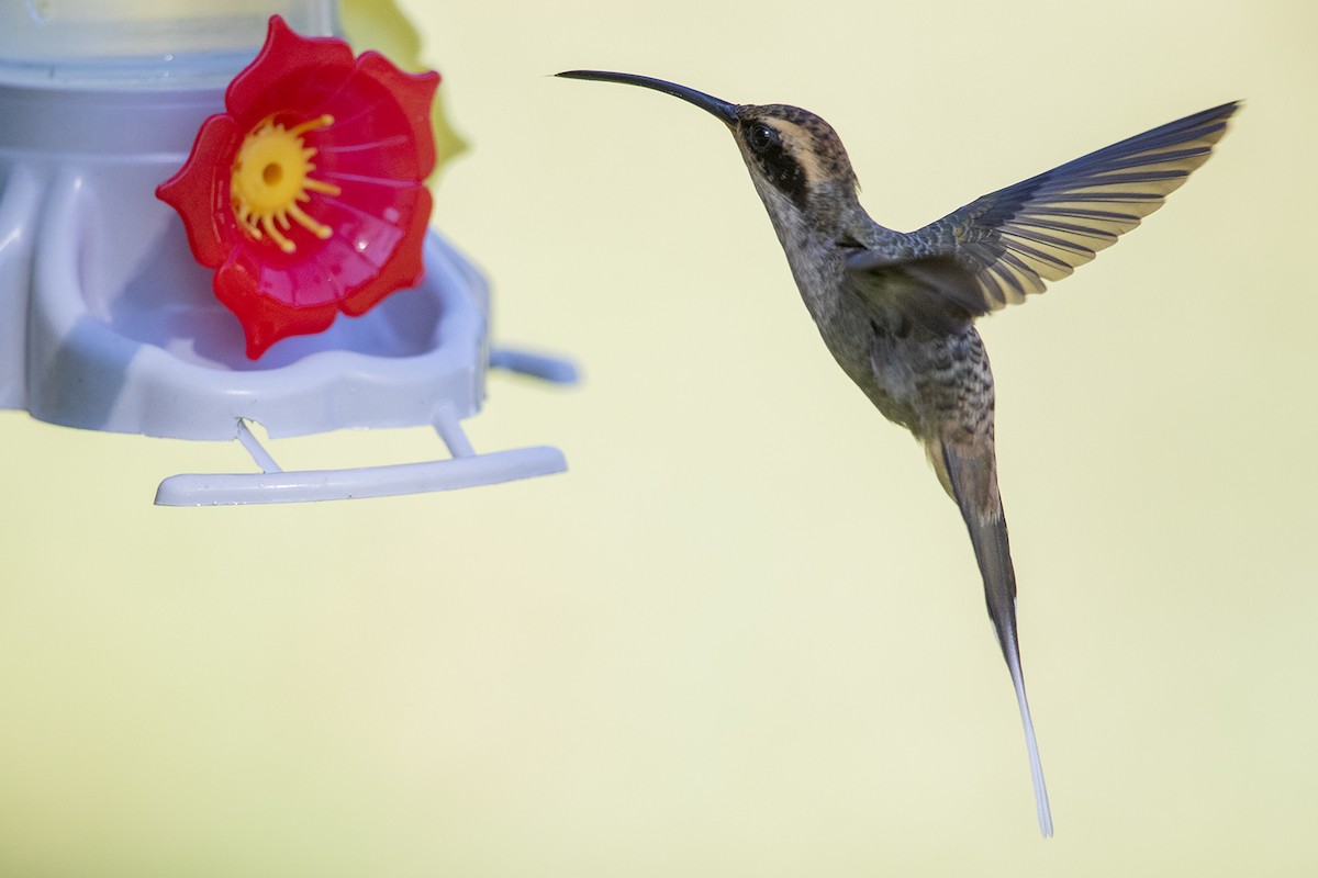 kolibřík šupinkohrdlý - ML215577841