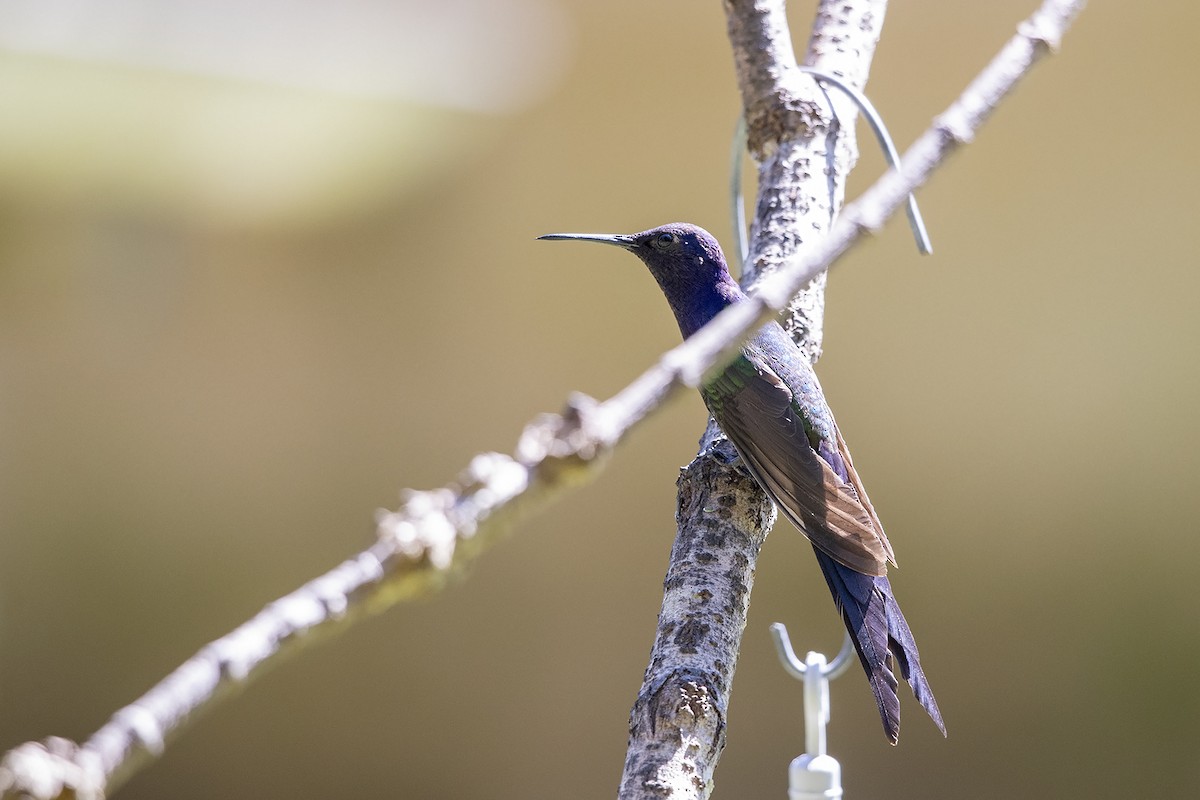 Swallow-tailed Hummingbird - ML215577891