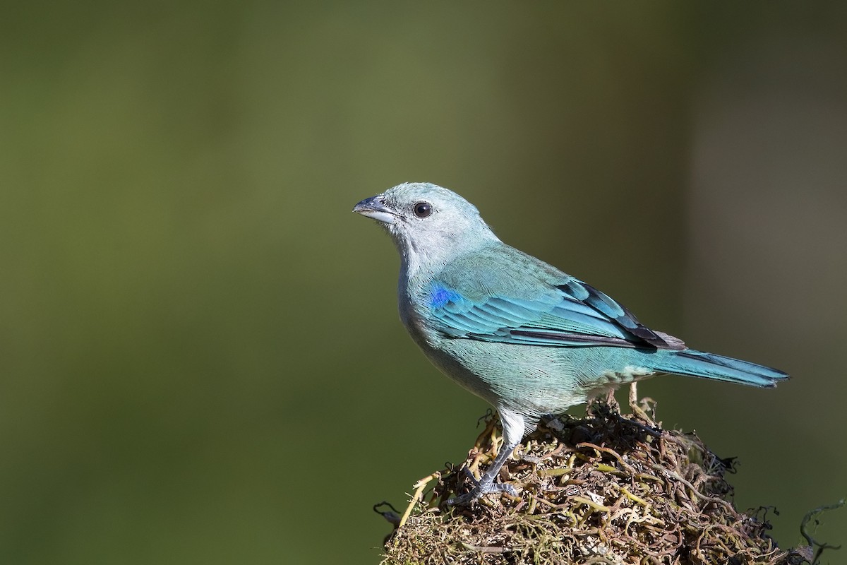 Azure-shouldered Tanager - Niall D Perrins