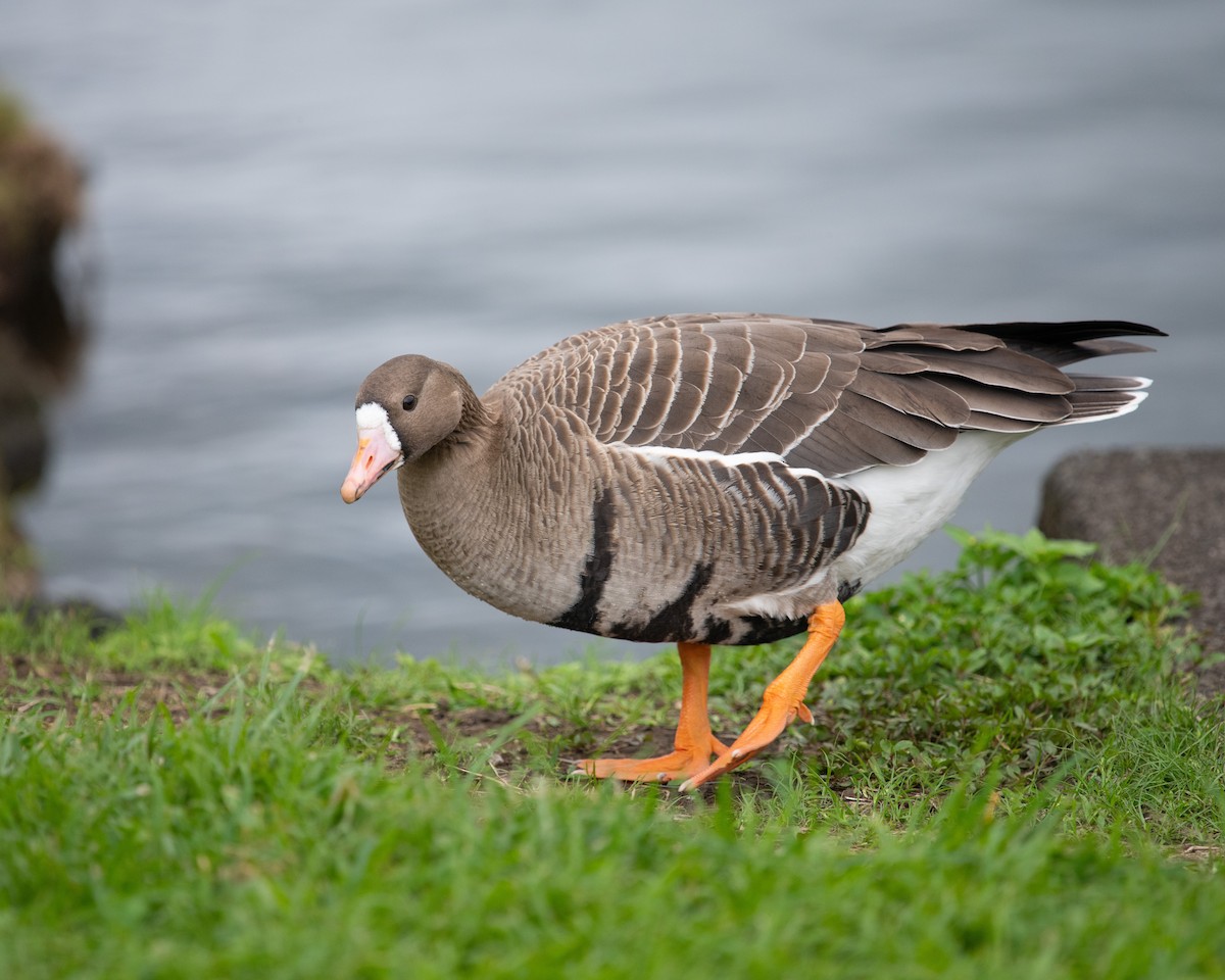 Greater White-fronted Goose - ML215578331