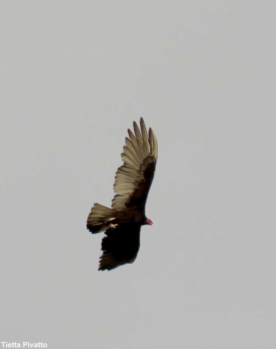 Turkey Vulture - ML215578441
