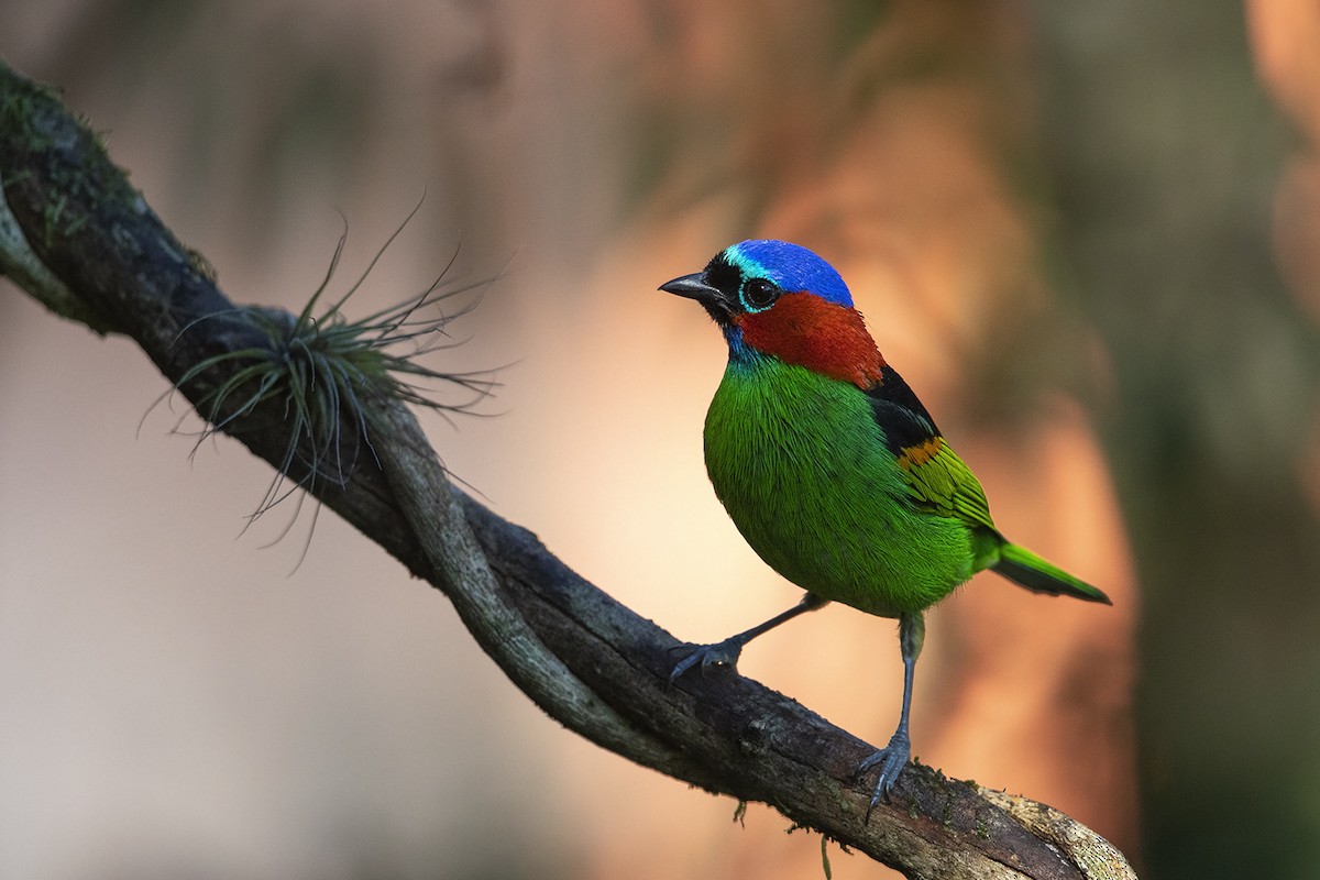 Red-necked Tanager - ML215578731