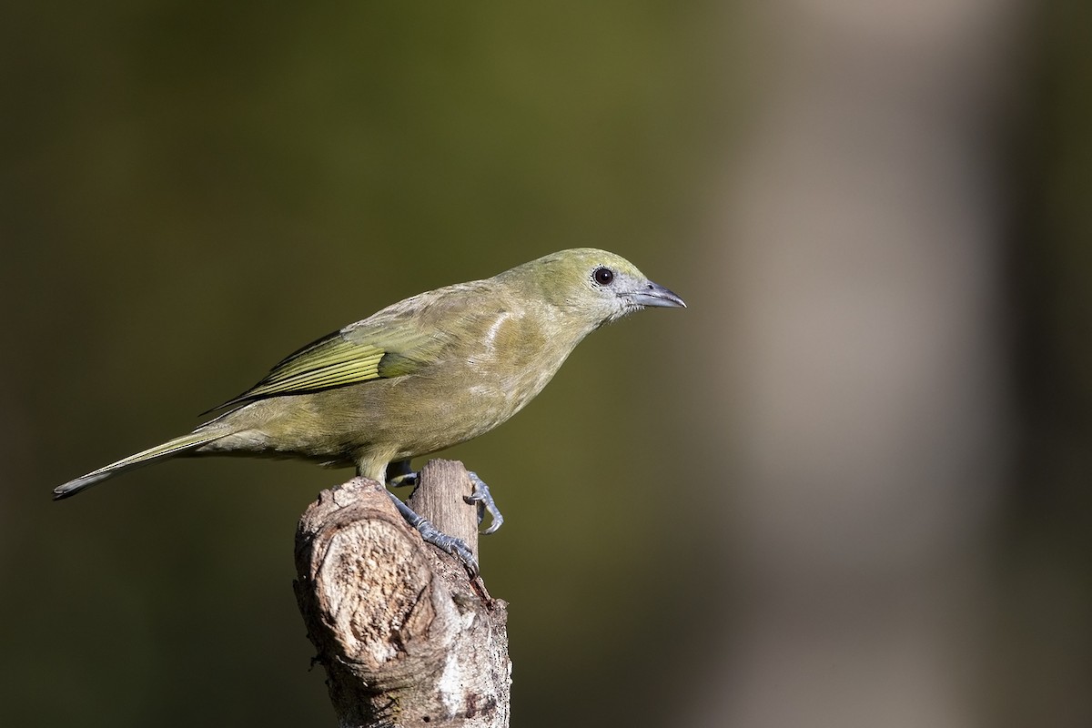 Palm Tanager - ML215578861