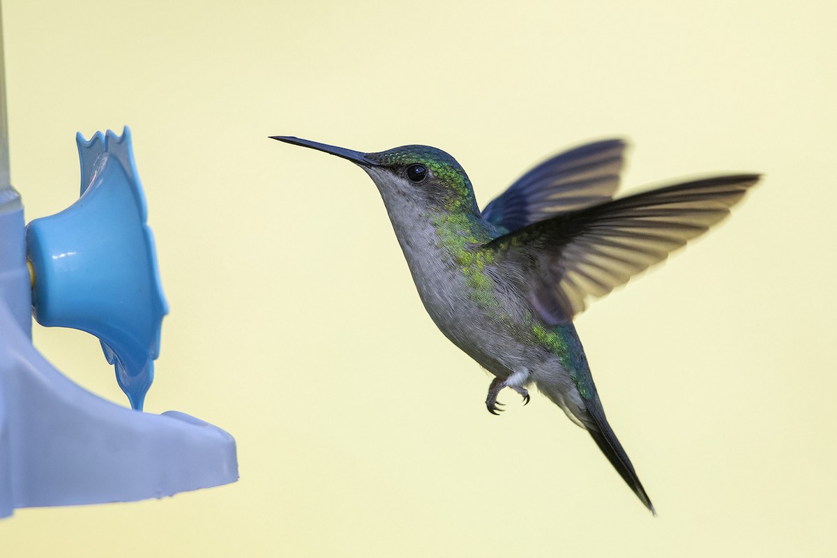 kolibřík fialovotemenný - ML215579381