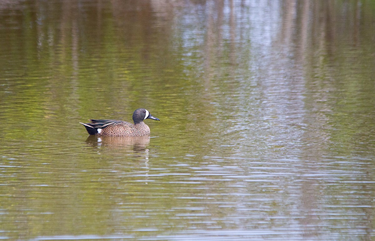 Blue-winged Teal - ML215579761